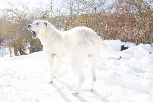 Un superbe chien de berger de race maremma dans le Snow