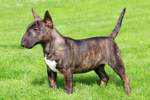 Un bull terrier miniature montrant son corps court et musclé et ses oreilles pointues