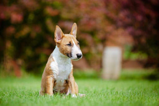 Un beau petit bull terrier miniature assis, se reposant dans l'herbe