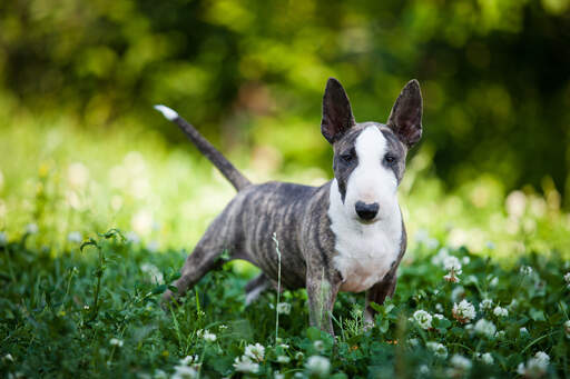 Un jeune bull terrier miniature avec de grandes et belles oreilles pointues