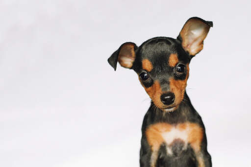 Un chiot pinscher miniature avec un petit visage enjoué