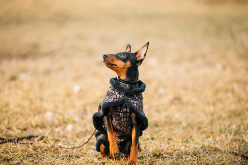 Un petit pinscher miniature qui se promène avec son manteau.