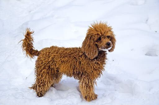 Un adorable petit caniche miniature profitant d'un peu d'exercice dans la rue. Snow