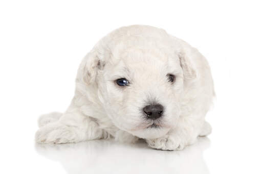 Un merveilleux petit chiot caniche miniature avec une belle et épaisse fourrure blanche