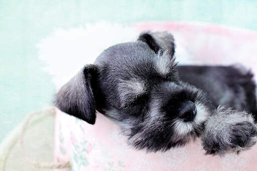 Un beau petit schnauzer miniature avec une barbe et des sourcils gris filiformes