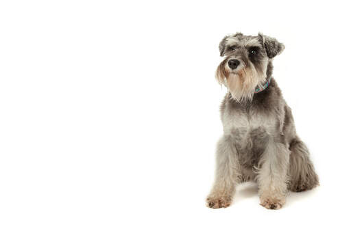 Un beau schnauzer miniature au pelage court et doux bien entretenu