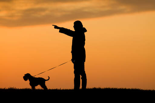 La silhouette d'un schnauzer miniature et de son propriétaire