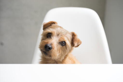 Un beau petit chiot norfolk terrier au poil court et rêche et aux oreilles tombantes