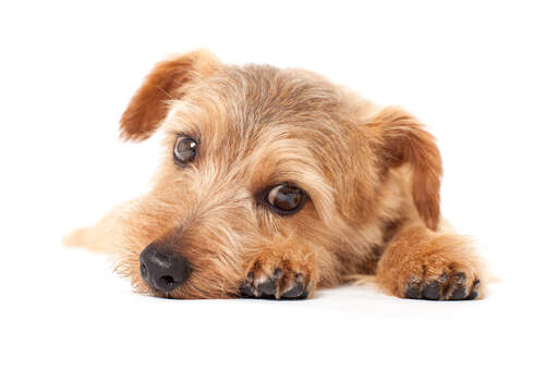 Un gros plan sur le beau renard nerveux d'un norfolk terrier