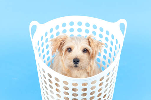 Un jeune chiot norfolk terrier en bonne santé, assis dans un panier à linge