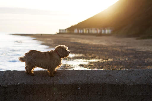 Un adorable petit terrier norfolk adulte se reposant sur le mur près de la plage