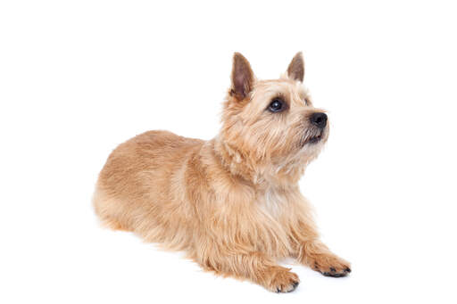 Un beau terrier de norwich adulte montrant ses merveilleuses oreilles pointues