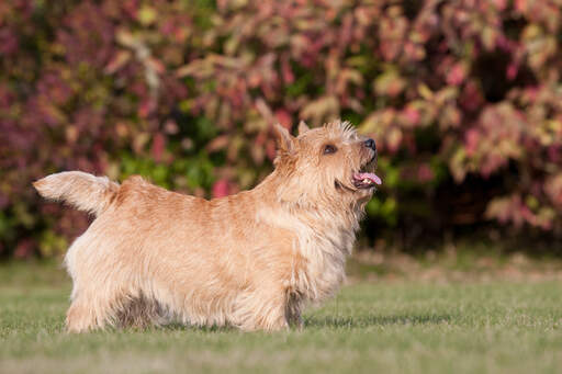 Un beau petit norwich terrier montrant ses merveilleuses pattes courtes et son long corps