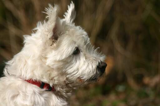 Un adorable petit norwich terrier au poil blanc épais et aux oreilles pointues