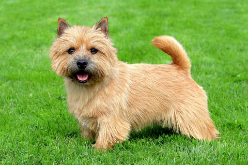 Un norwich terrier adulte avec une belle face et une queue touffue