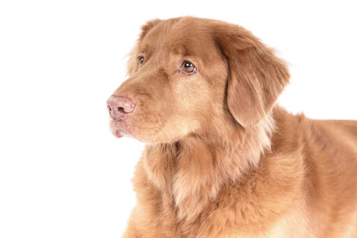 Le beau visage roux d'un duck tolling retriever de nouvelle-écosse