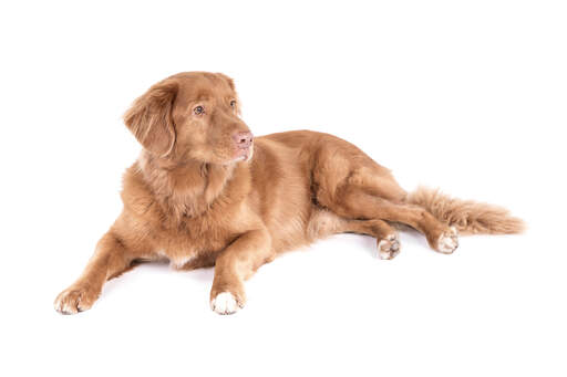 Un duck tolling retriever de nova scotia avec une belle fourrure douce et relaxante