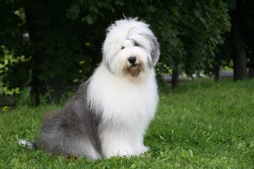 Un vieux chien de berger anglais, assis en beauté, attendant un ordre