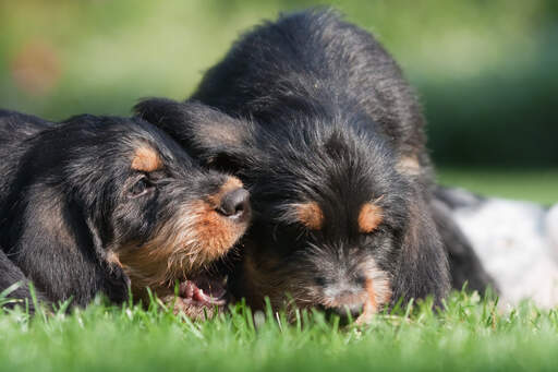 Deux merveilleux petits chiots loutre qui jouent dans l'herbe