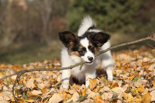 Un papillon qui mord plus que ce qu'il peut mâcher lors d'une promenade