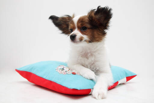 Un papillon qui profite d'un repos sur un lit confortable