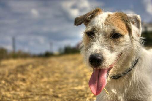 Les merveilleuses oreilles tombantes et le nez court et nerveux d'un parson russell terrier