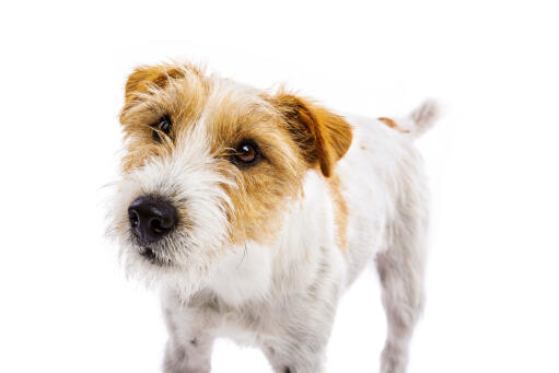 Gros plan sur la merveilleuse barbe d'un terrier russell de parson.