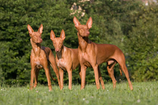 Trois chiens de pharaon se tenant debout, montrant leurs merveilleuses oreilles pointues.