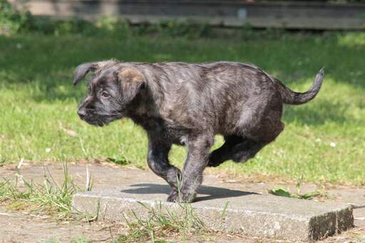 Un magnifique petit chien de berger picard à la robe foncée qui court à toute allure