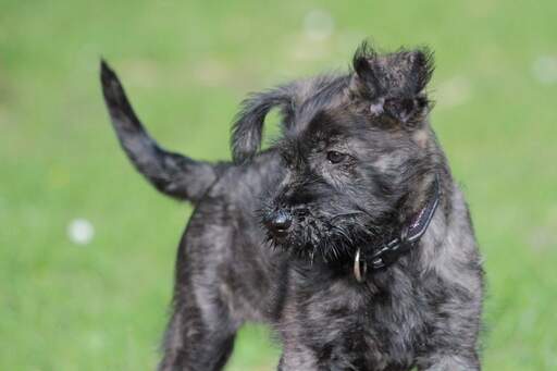 Un beau petit chien de berger picard avec une barbe brune.