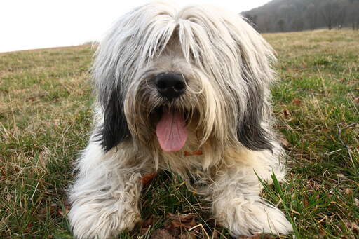 Un chien de berger polonais de plaine couché dehors, prêt pour son prochain commandement