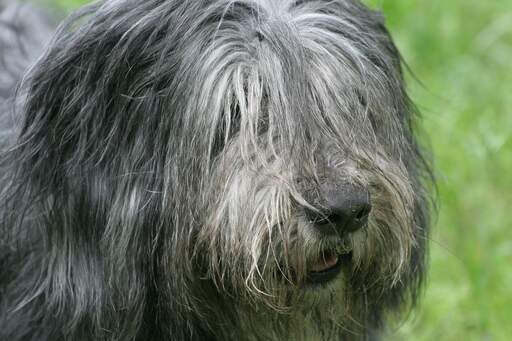 Gros plan sur le poil incroyablement long d'un chien de berger polonais des plaines