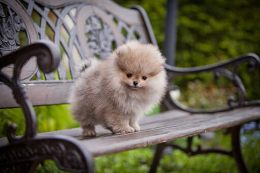 Un beau jeune chiot poméranien avec un merveilleux pelage épais et doux