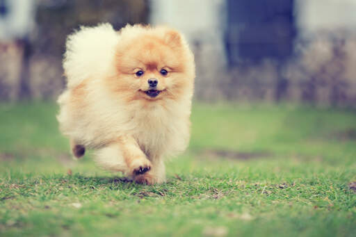 Chien Spitz nain Loulou de Pom ranie Races de chiens