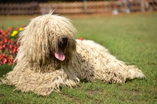 Un komondor au pelage long et épais allongé sur l'herbe pour un repos mérité