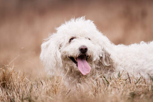 Un komondor au pelage blanc, court et bouclé, jouant dans l'herbe