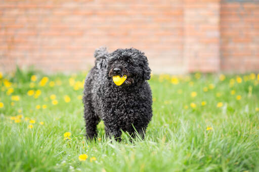 Un puli noir adulte jouant dehors dans la