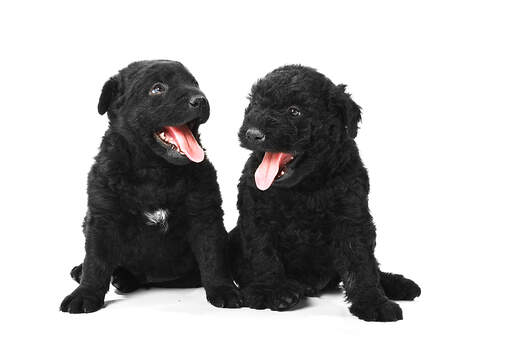 Deux magnifiques petits chiots puli assis l'un à côté de l'autre, haletants.