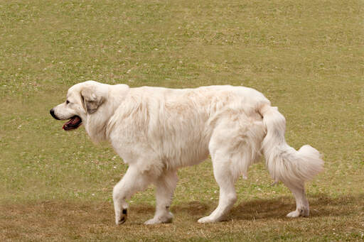 Un chien de montagne pyrénéen qui se promène, avec un long et épais poil blanc