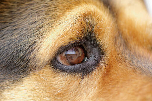 Un gros plan sur l'œil merveilleux d'un rottweiler