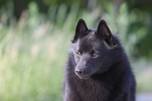 Un gros plan sur les beaux petits yeux d'un schipperke et son épais pelage doux