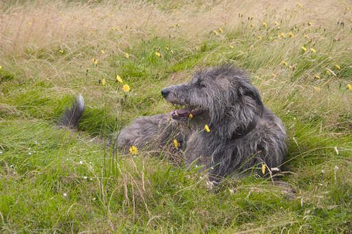 Un magnifique chien de chasse écossais à poils longs couché dans l'herbe