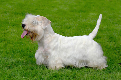 Le beau et long poil blanc et la barbe broussailleuse d'un sealyham terrier