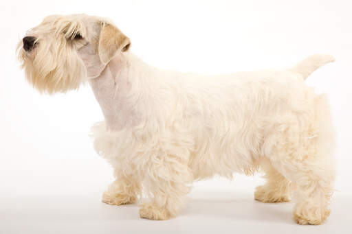 Un beau sealyham terrier adulte montrant son corps court et sa fourrure épaisse et douce