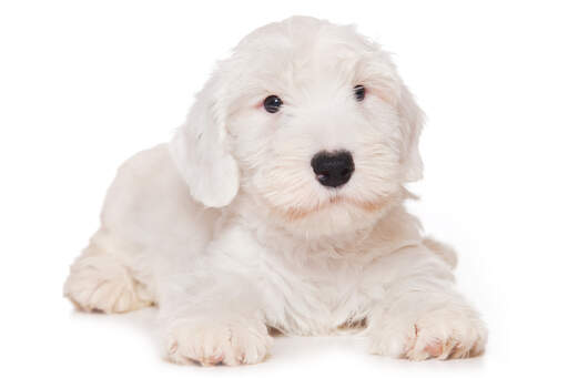 A GorGeous, petit terrier sealyham blanc avec de beaux yeux de fouine et un pelage doux