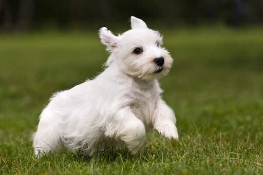 Un merveilleux petit chiot sealyham terrier bondissant dans l'herbe