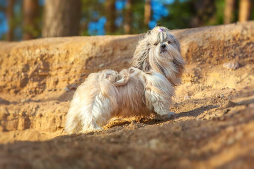 Un shih tzu au poil incroyablement long qui met en valeur ses belles pattes courtes