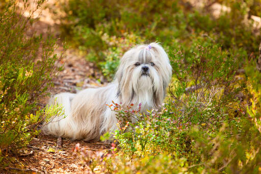 Un magnifique petit shih tzu qui sort sa tête du sous-bois.