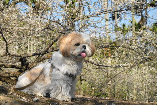 Un shih tzu adulte assis, attendant patiemment un peu d'attention