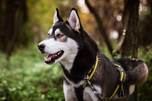 L'adorable visage blanc d'un husky sibérien et son épais pelage noir